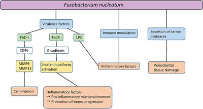 Pathogenic Mechanisms of Fusobacterium nucleatum on Oral Epithelial Cells